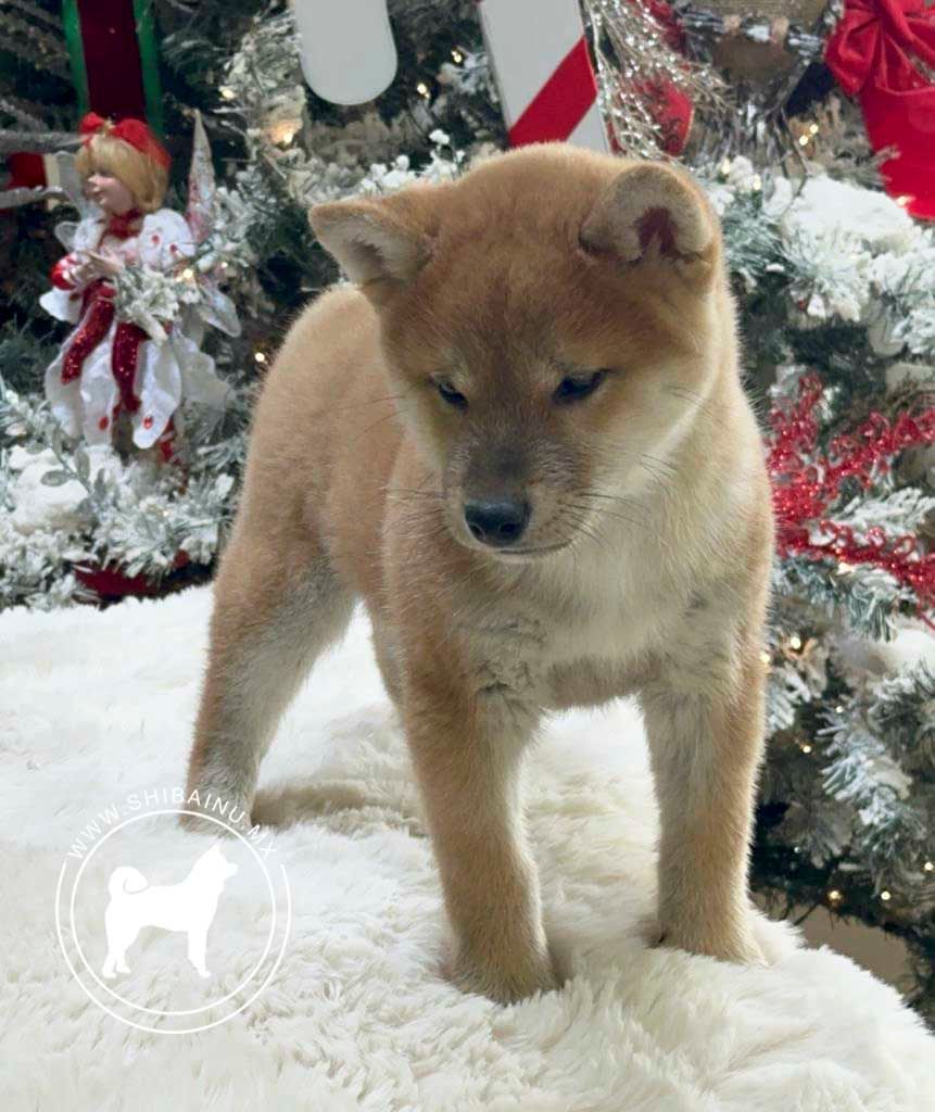 shiba inu en venta