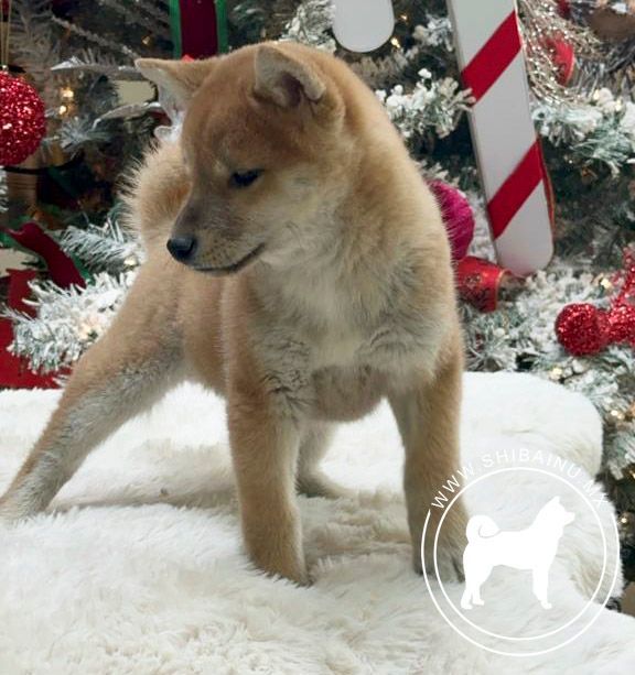 shiba inu en venta