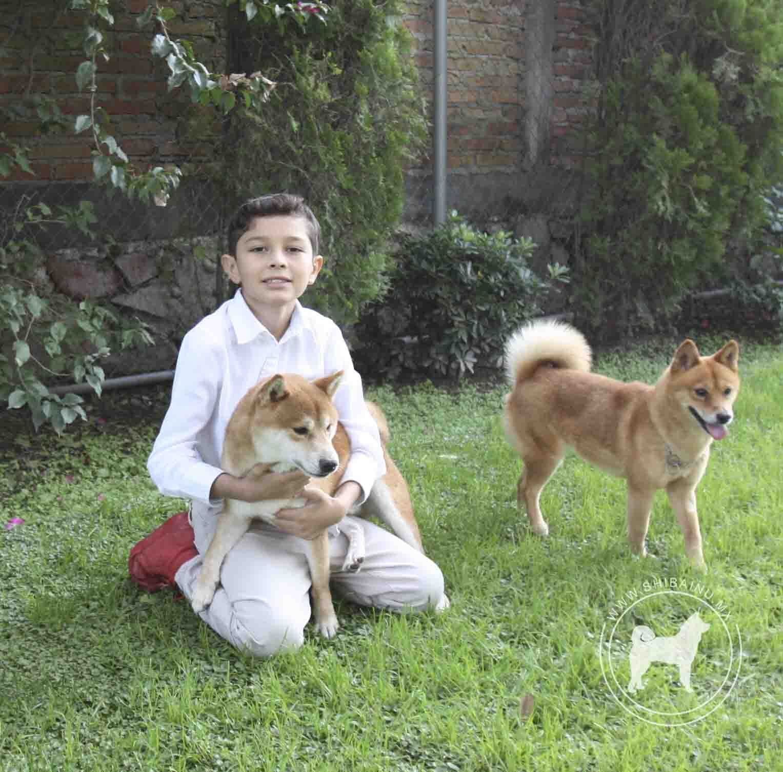 criadero de perros shiba inu en mexico