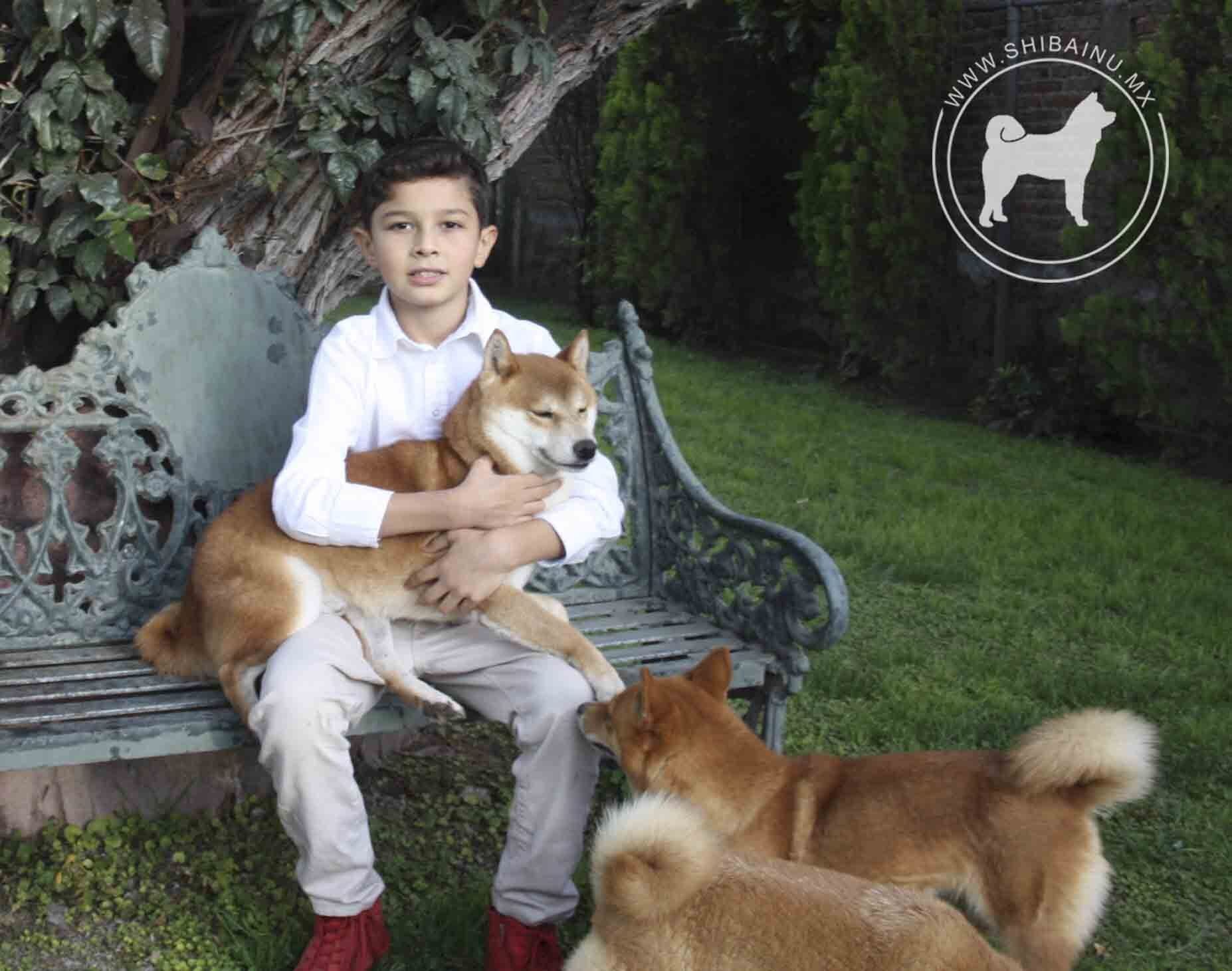 criadero de perros shiba inu en mexico