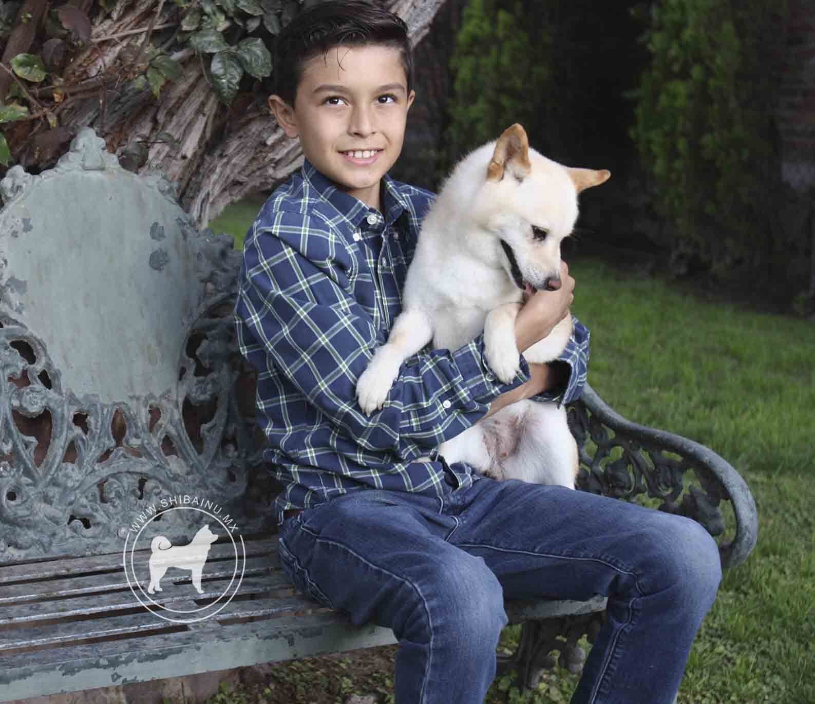 criadero de perros shiba inu en mexico