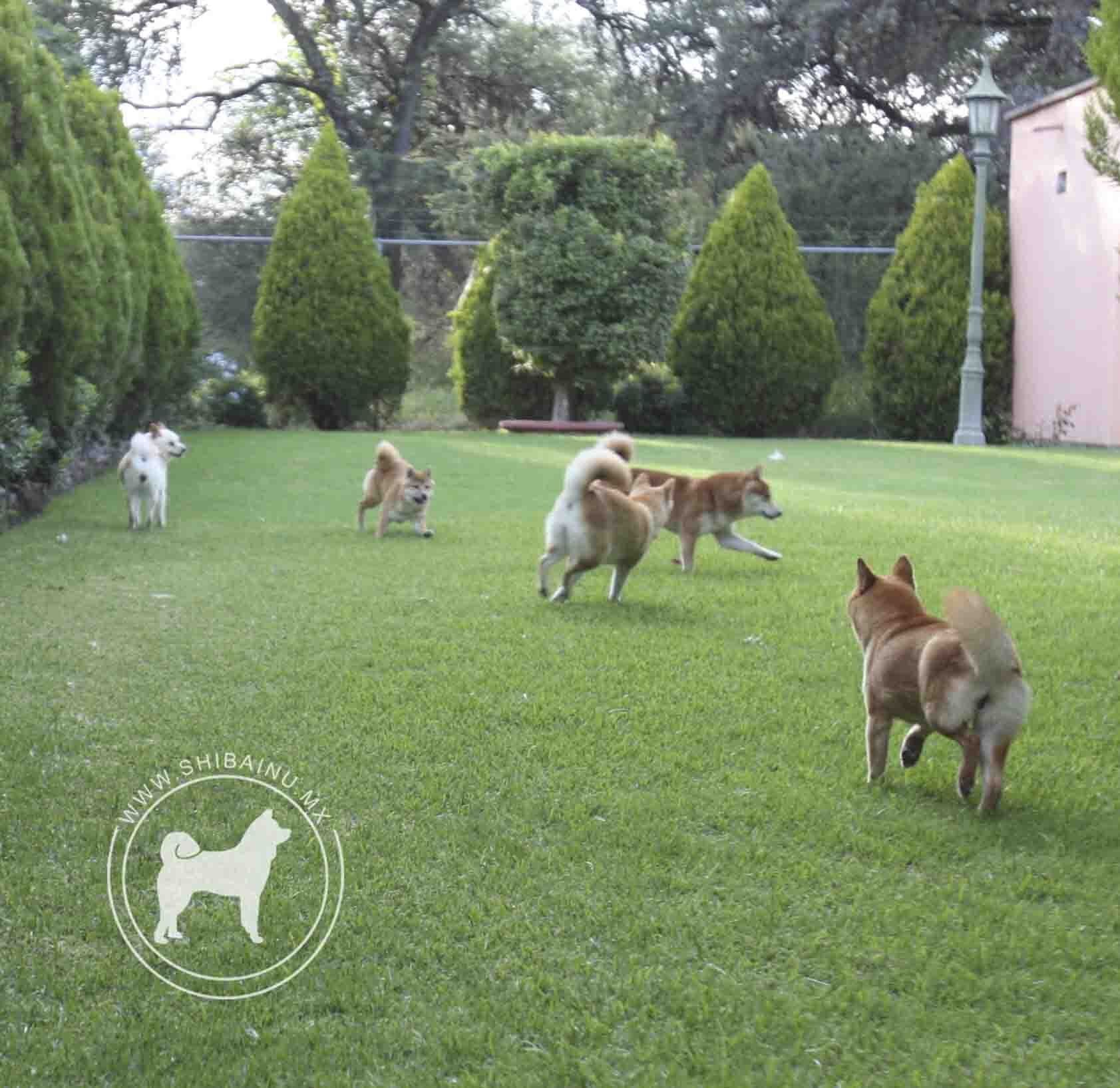 criadero de perros shiba inu en mexico