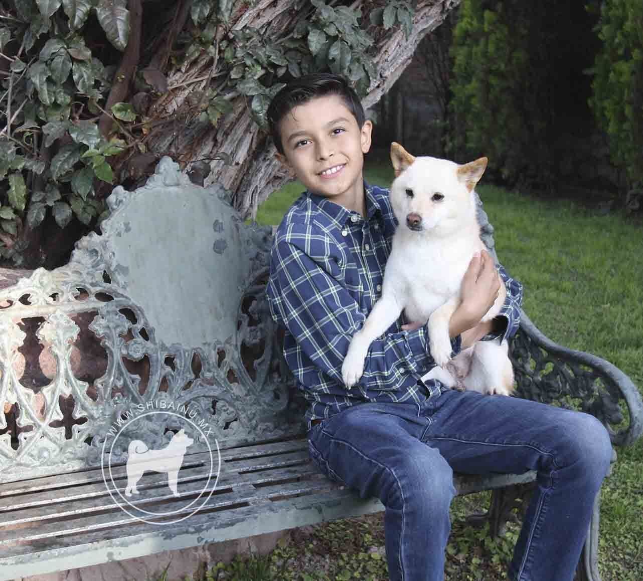 criadero de perros shiba inu en mexico