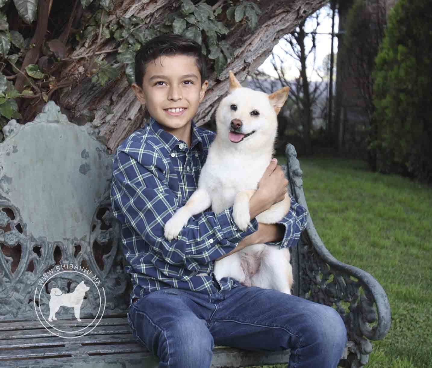 criadero de perros shiba inu