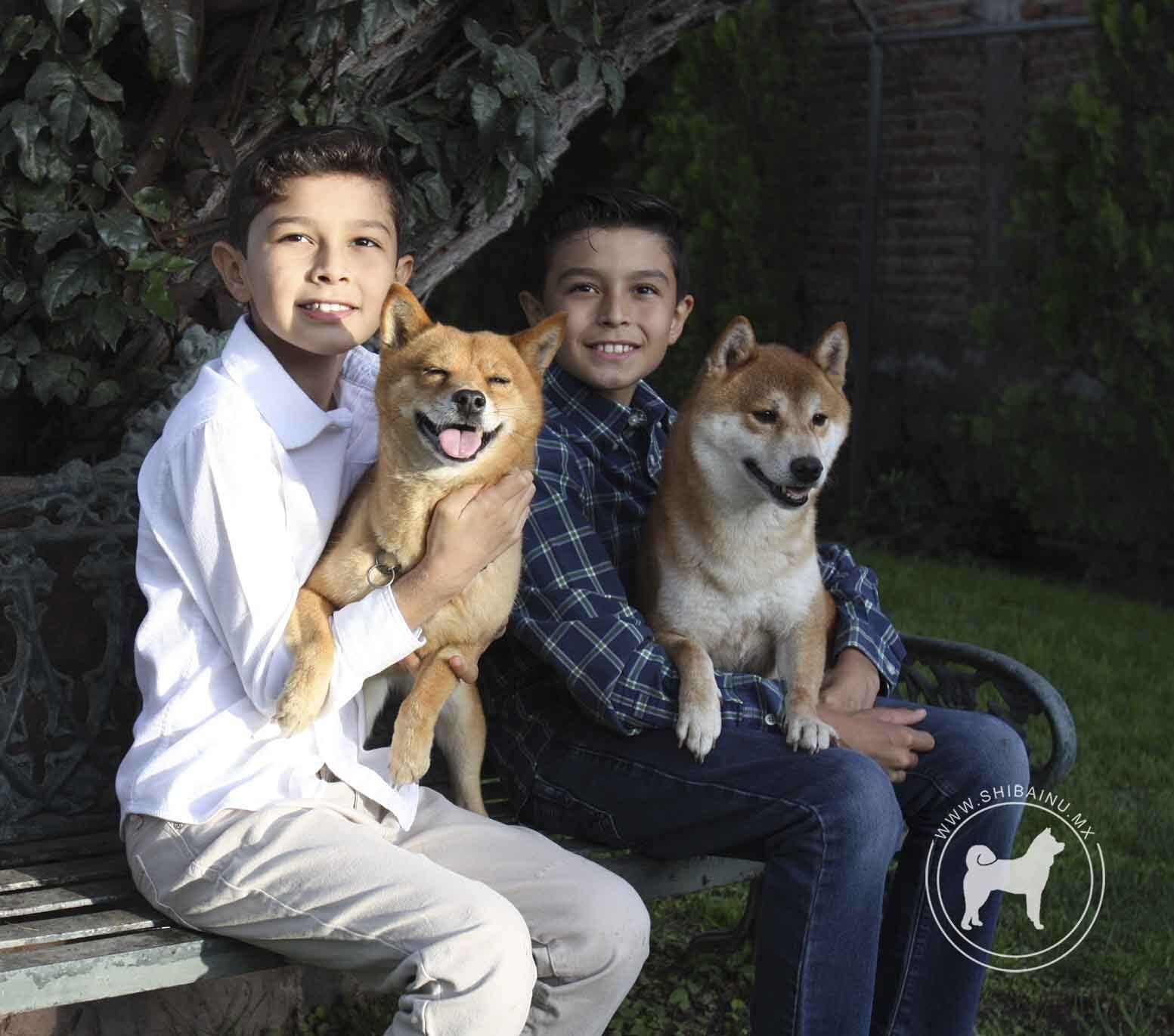 criadero de perros shiba inu en mexico