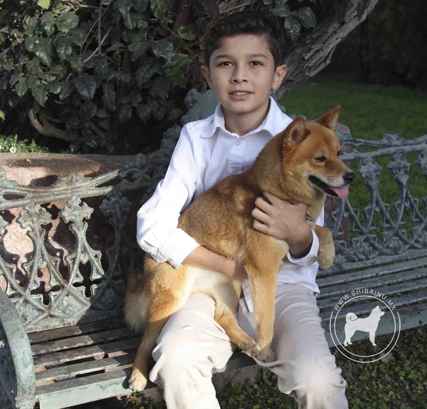 criadero de perros shiba inu en mexico