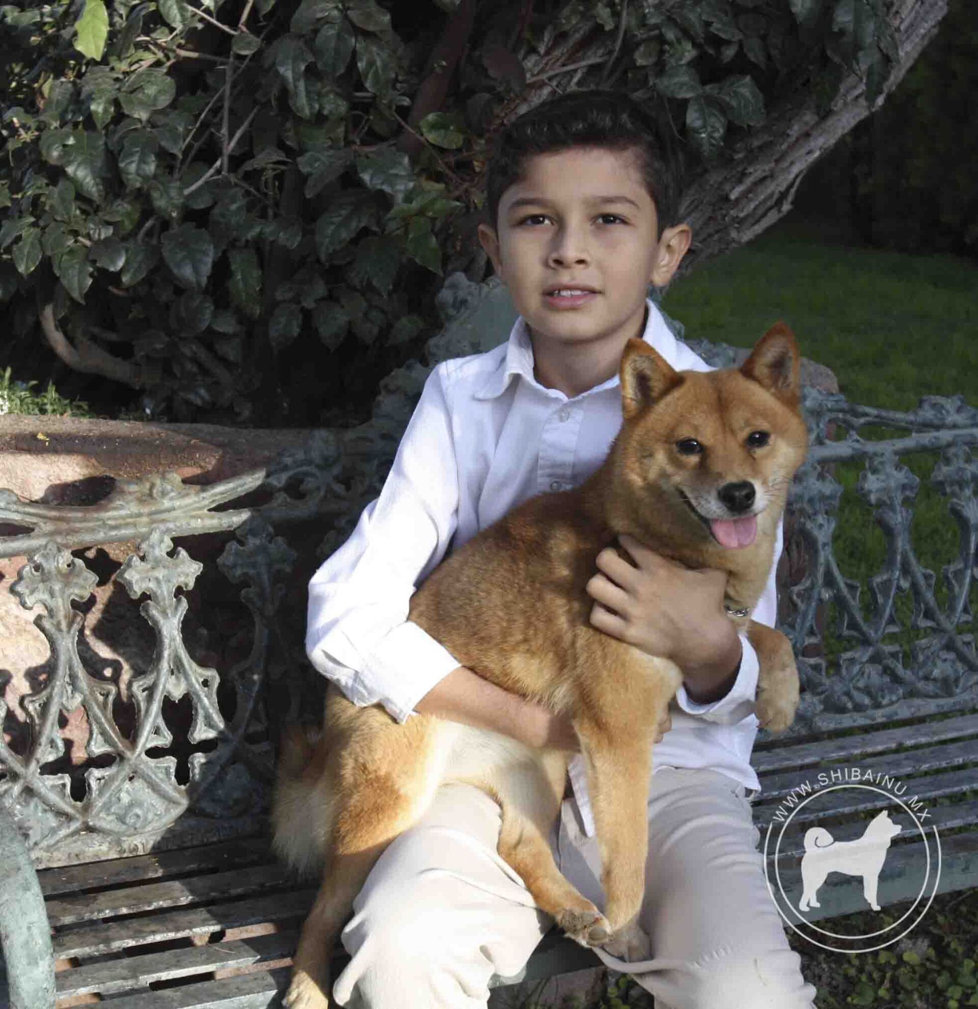 criadero de perros shiba inu en mexico