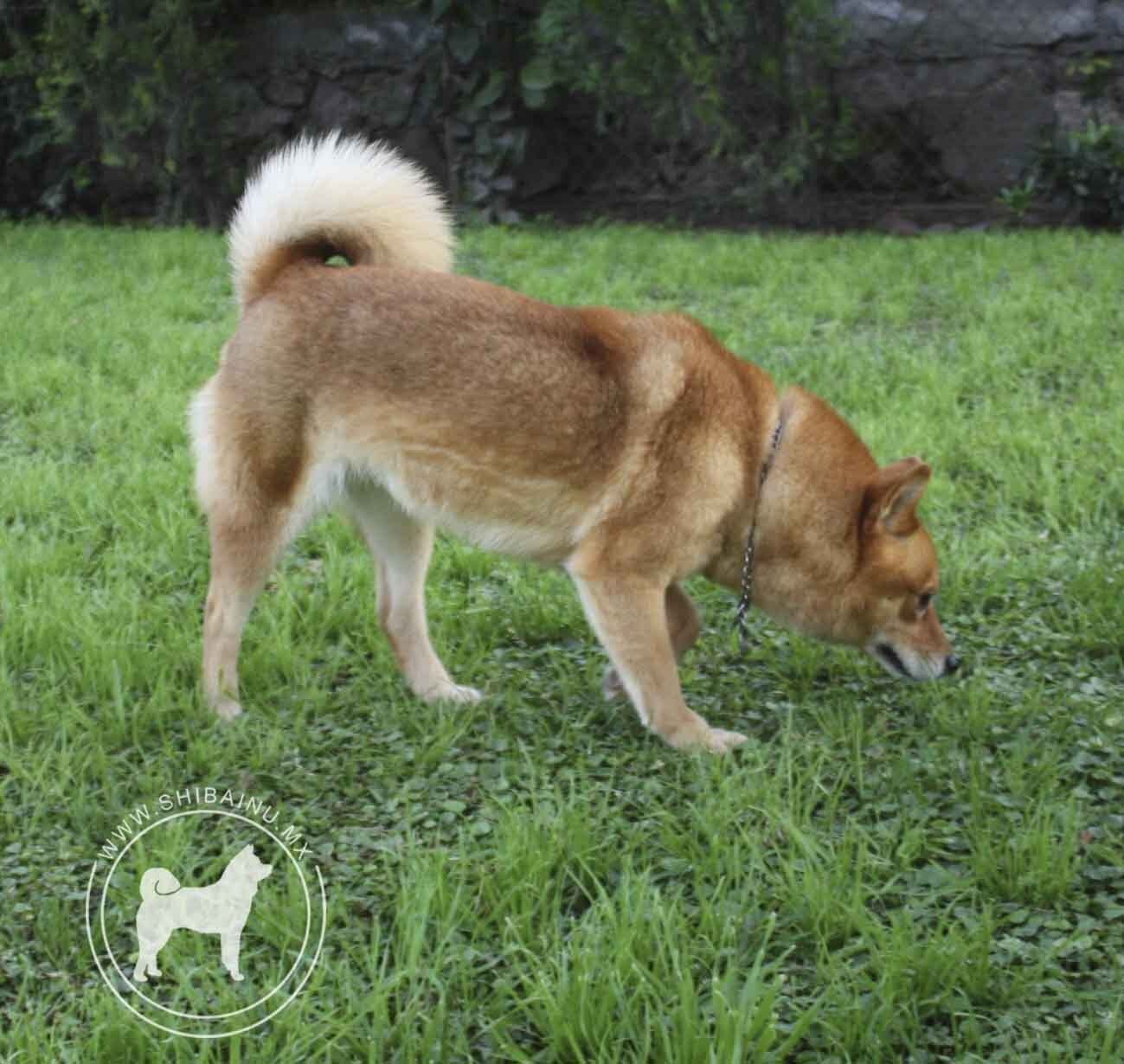 criadero de perros shiba inu en mexico