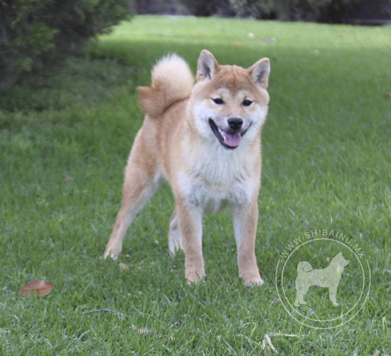 criadero de perros shiba inu en mexico