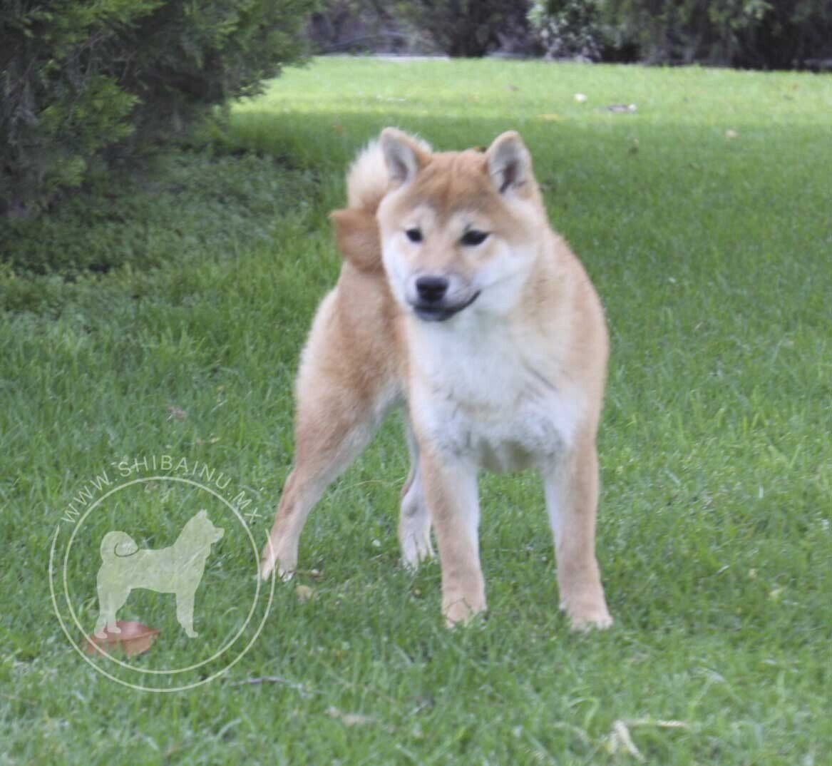 criadero de perros shiba inu en mexico