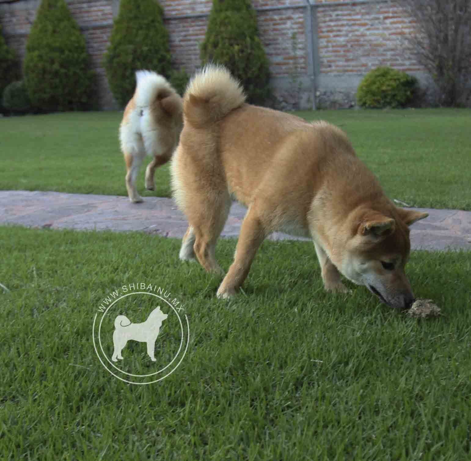 criadero de perros shiba inu en mexico