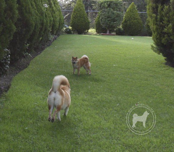 criadero de perros shiba inu en mexico
