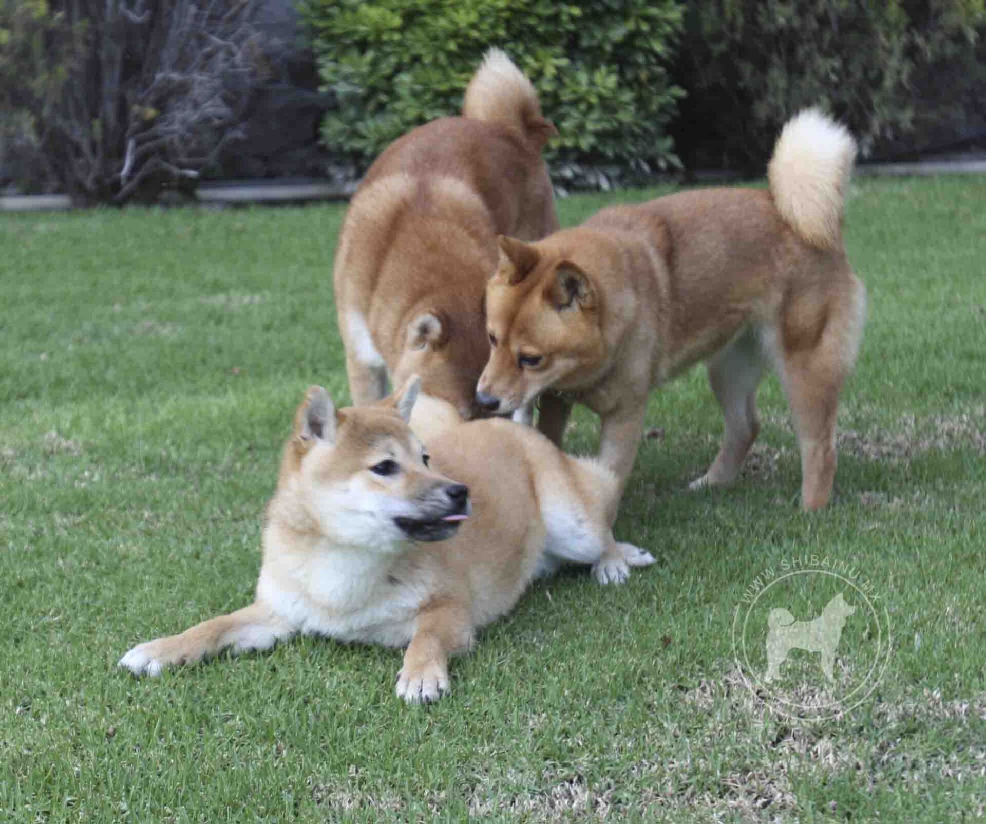 criadero de perros shiba inu en mexico
