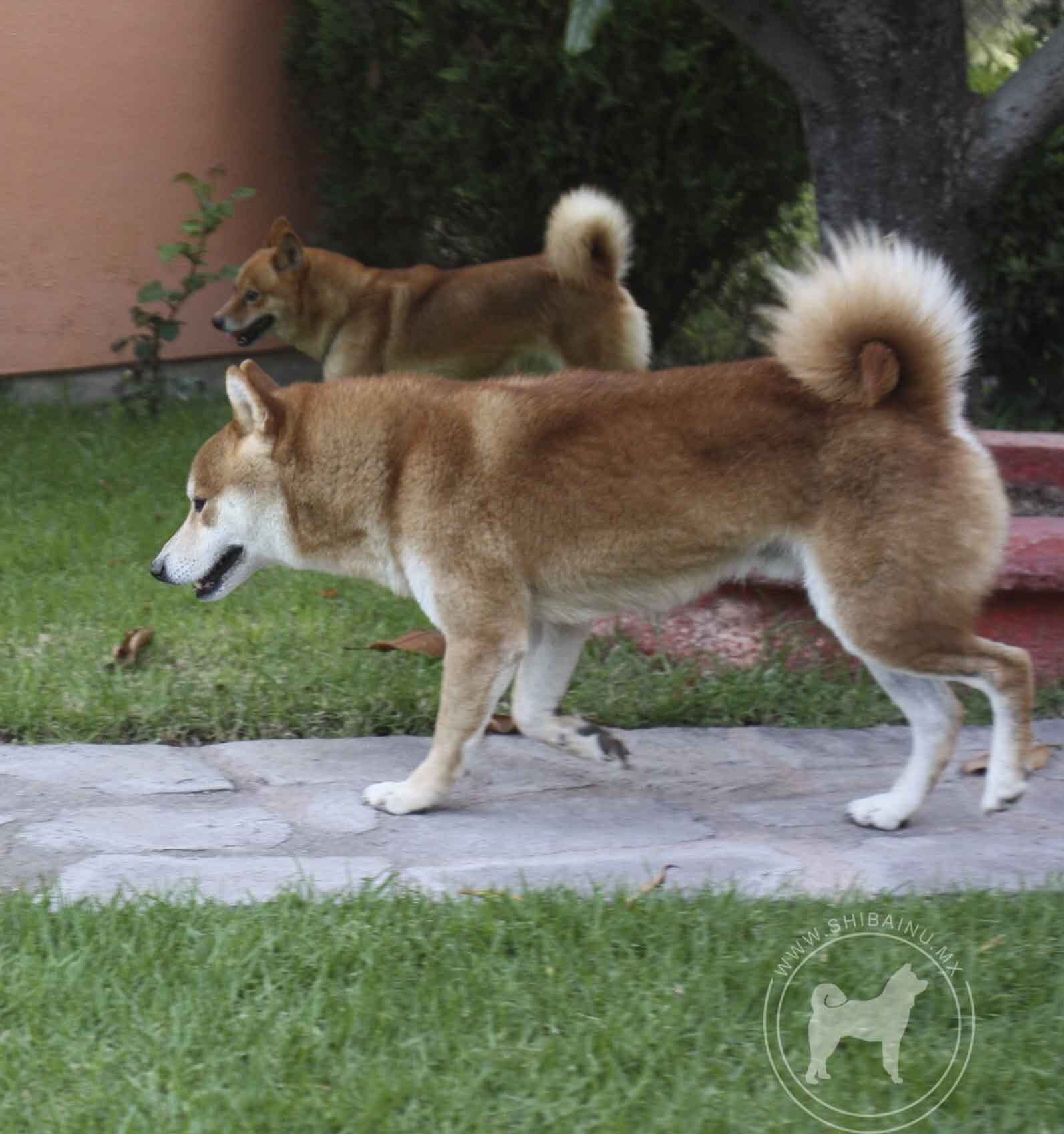 criadero de perros shiba inu en mexico