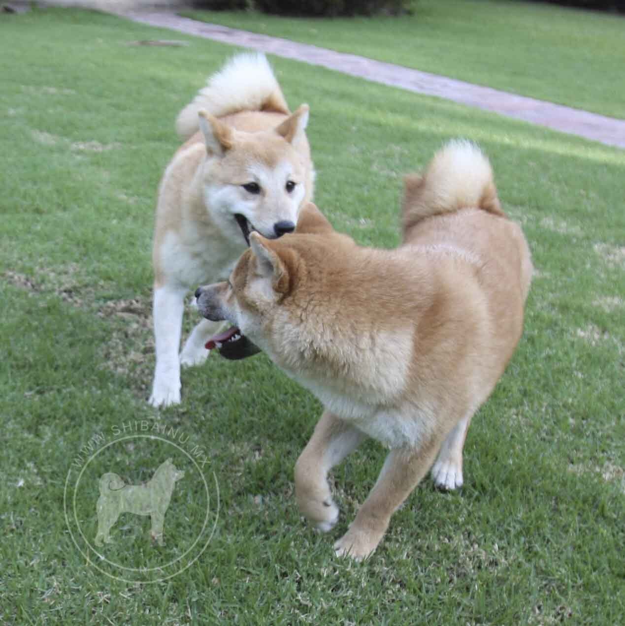 criadero de perros shiba inu en mexico