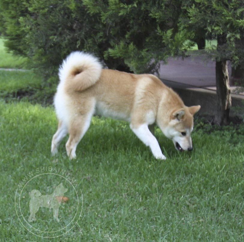 criadero de perros shiba inu en mexico