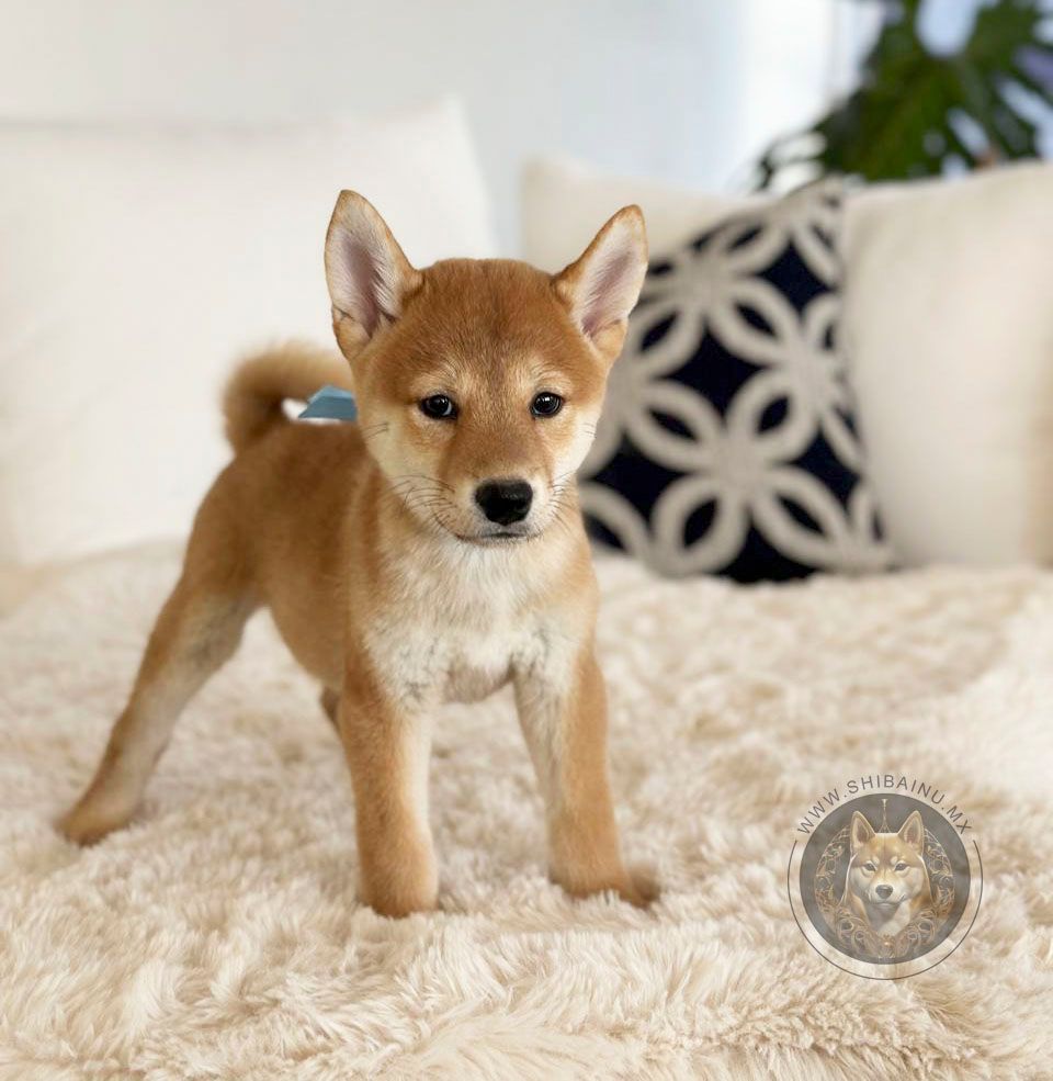 shiba inu en venta