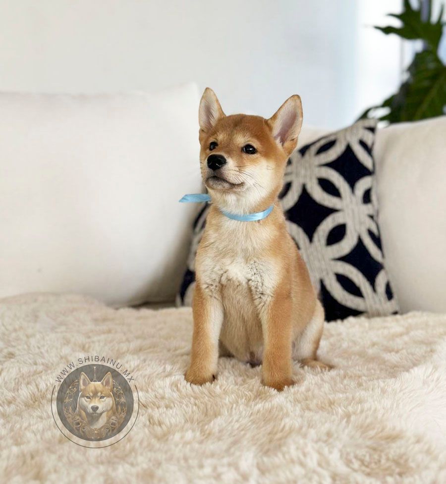 shiba inu en venta