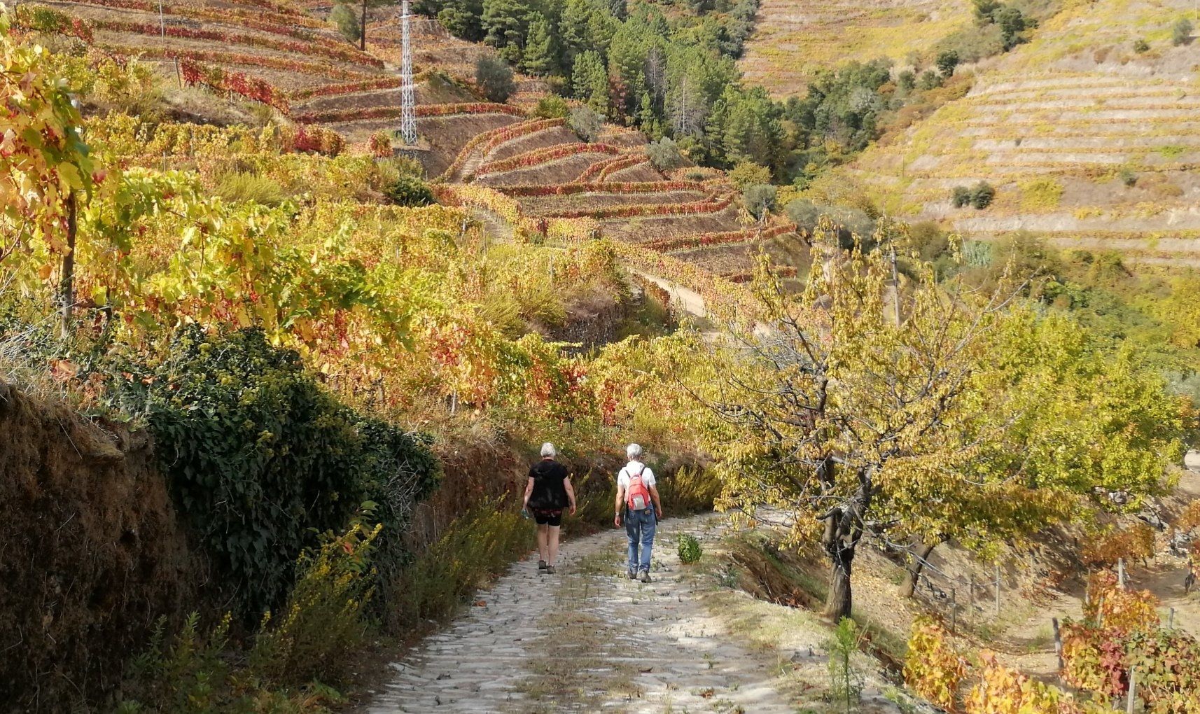Douro Wandeling in Pinhao vallei in herfst tussen de wijngaarden