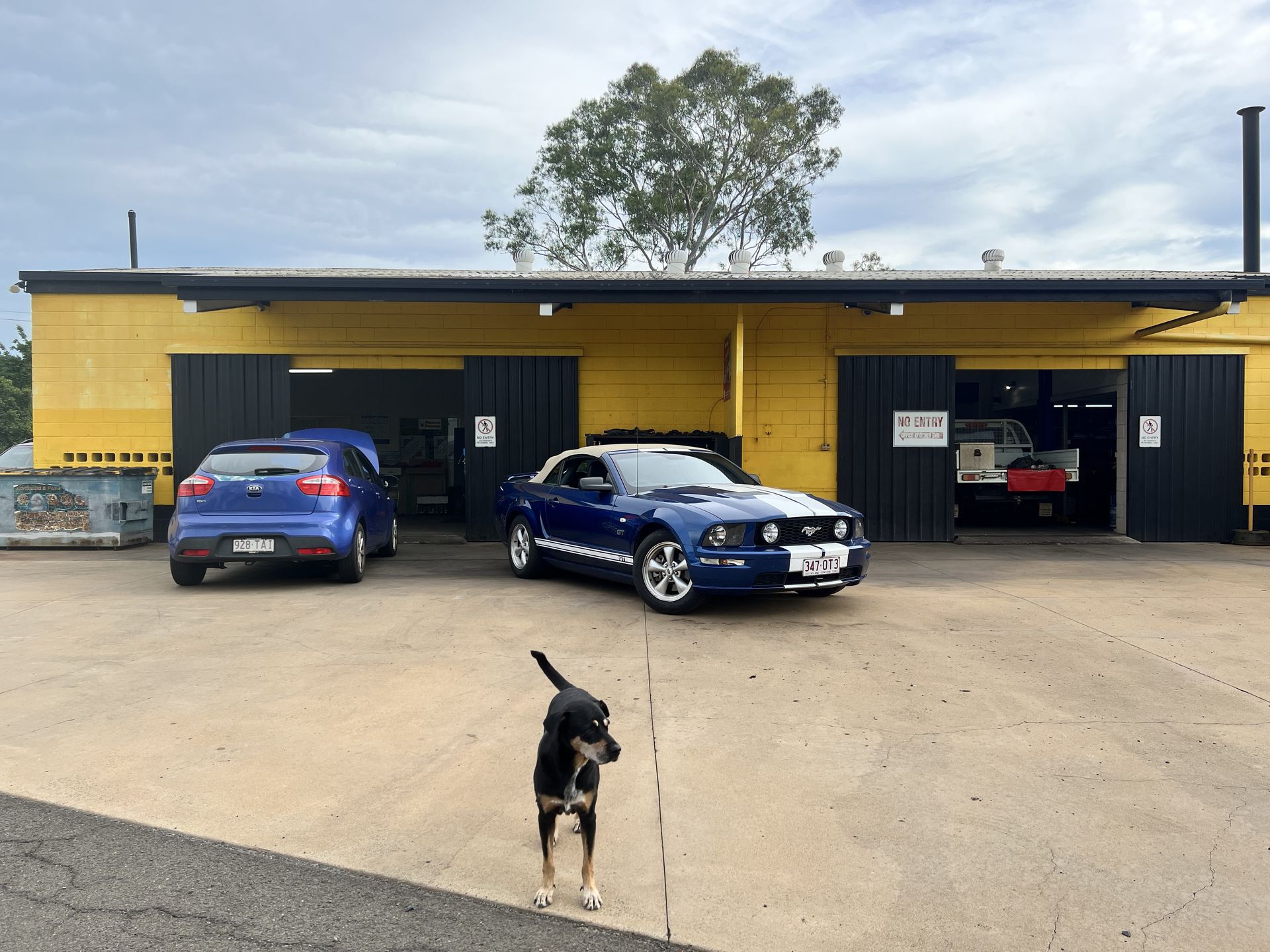 Blue convertible Mustang and blue hatchback parked in front of a yellow garage. A dog walks toward the viewer — Bundaberg Radiator Service in Bundaberg East, QLD