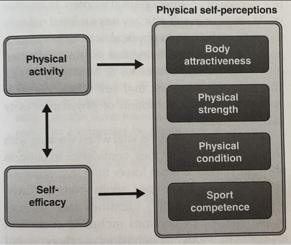 Diagram illustrating the relationship between physical activity, self-efficacy, and physical self-perceptions 