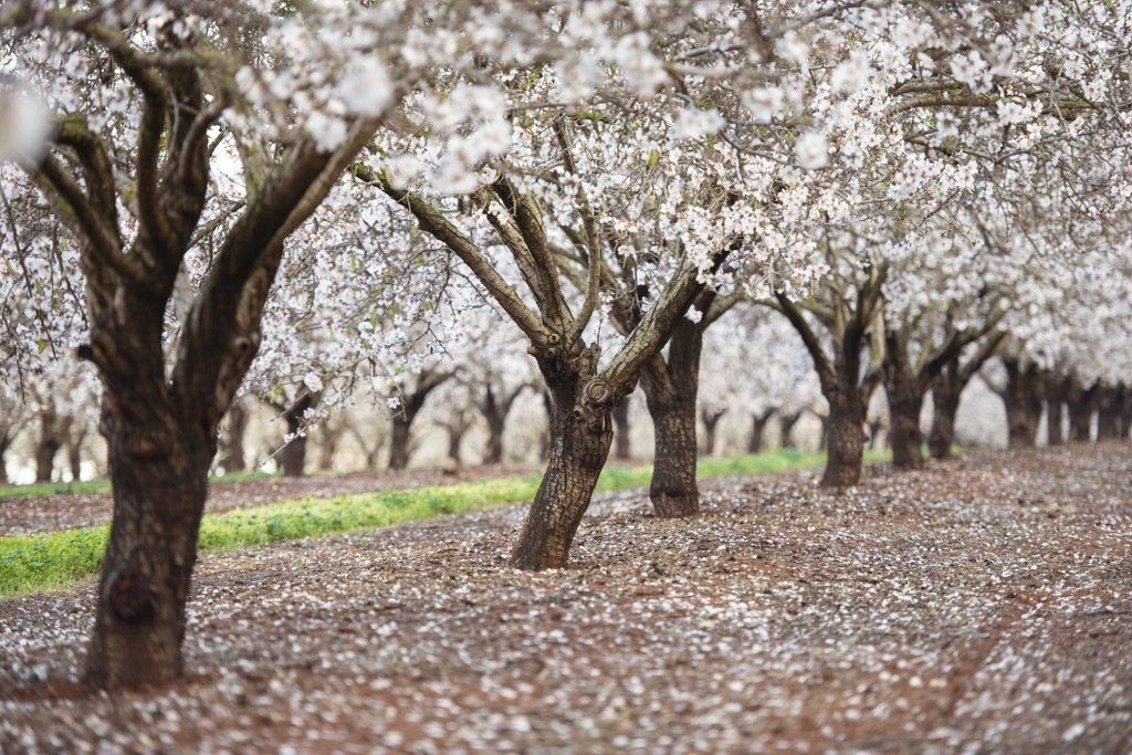 Almond field during almond tree blossom at spring.