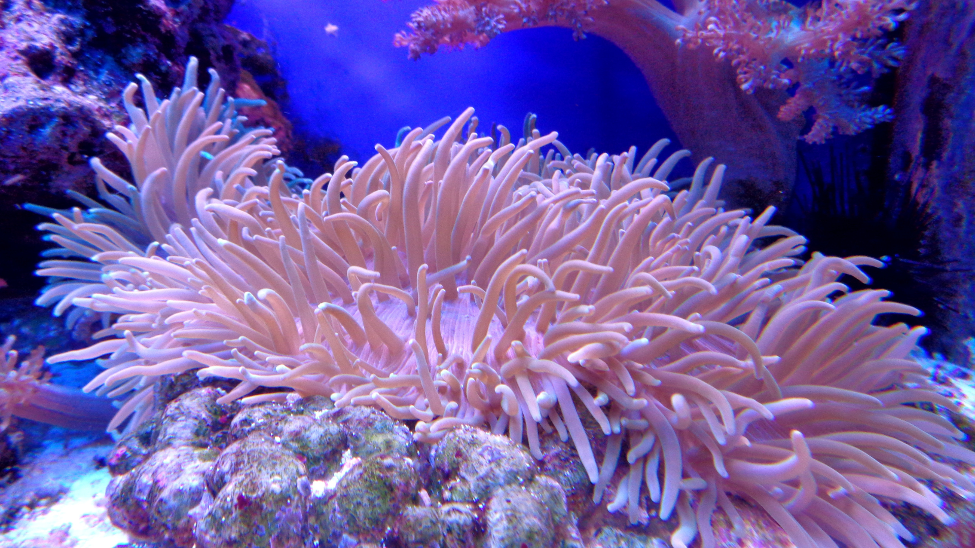 A coral reef anemone, with long light pink tentacles, on a rocky surface in an aquarium with blue lighting.