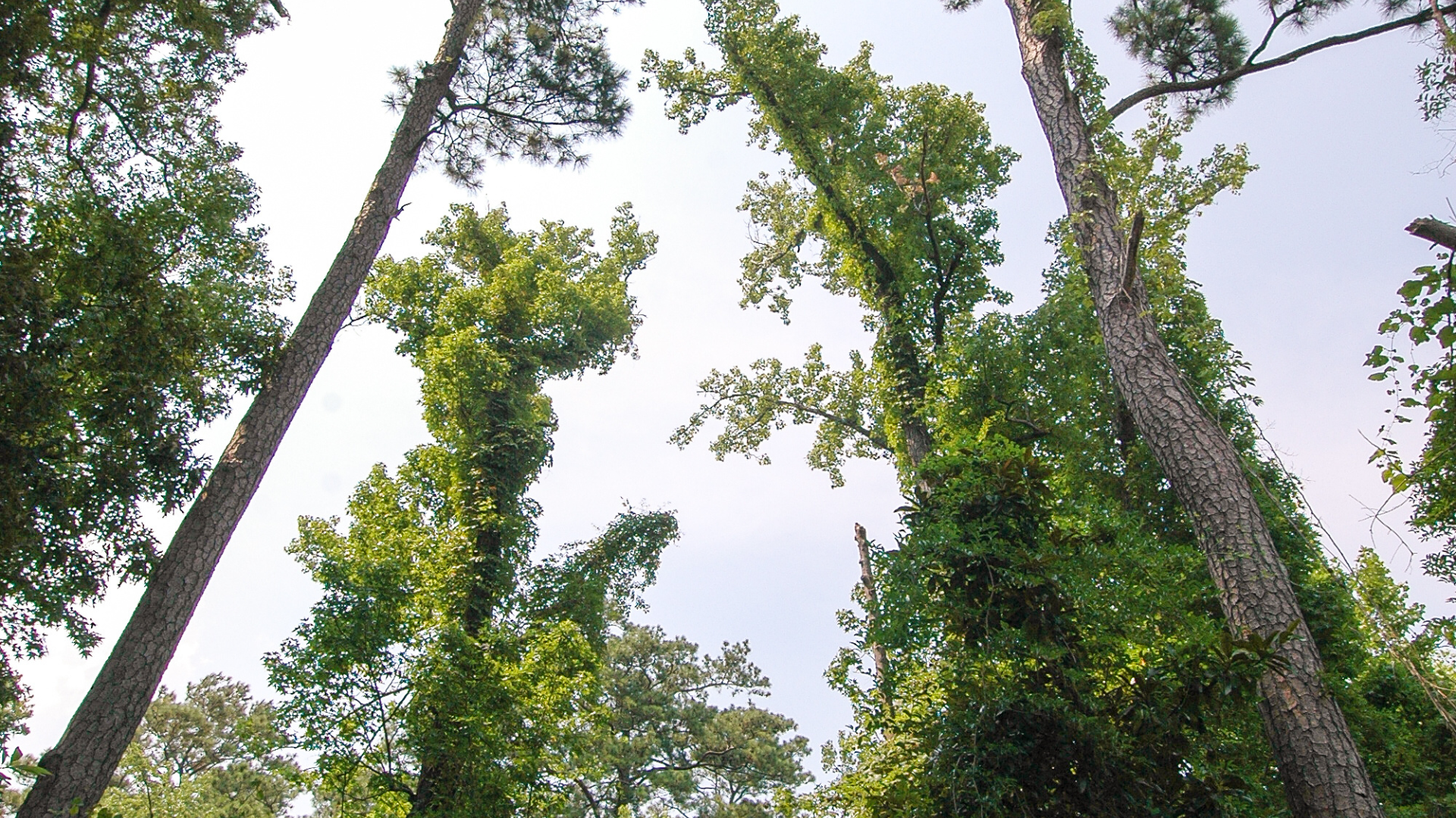 Tall trees with green vines reaching towards a cloudy sky. The perspective is from below, looking up.