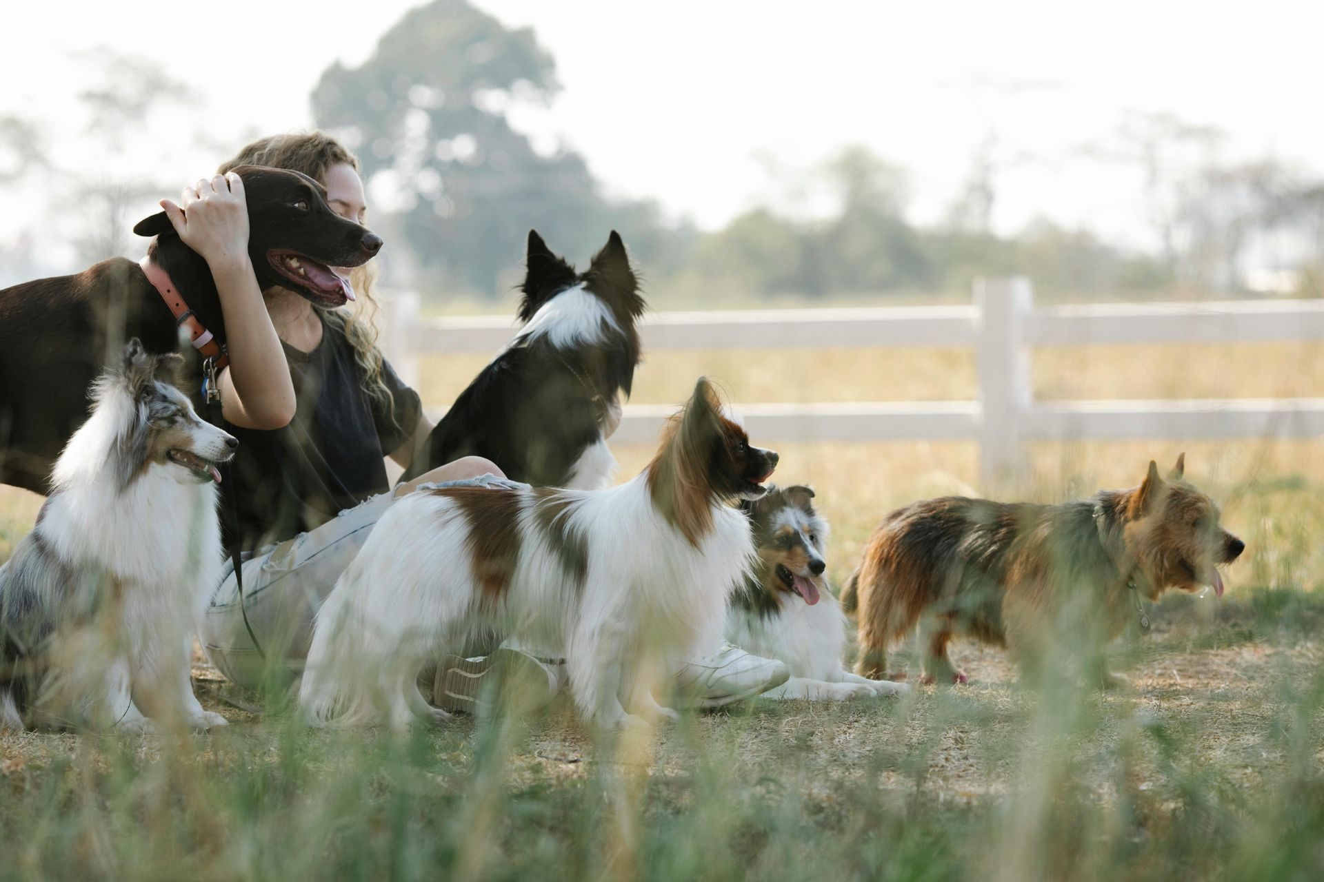 Fencing for Animals