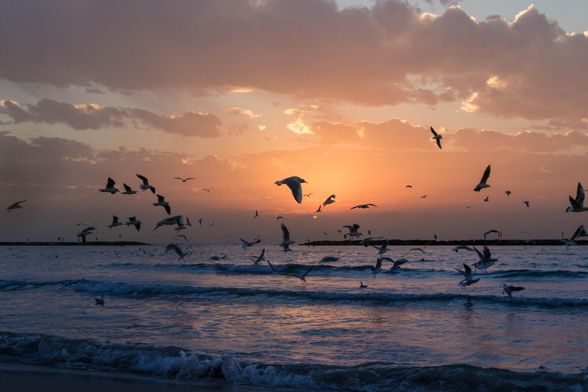 A flock of seagulls are flying over the ocean at sunset.