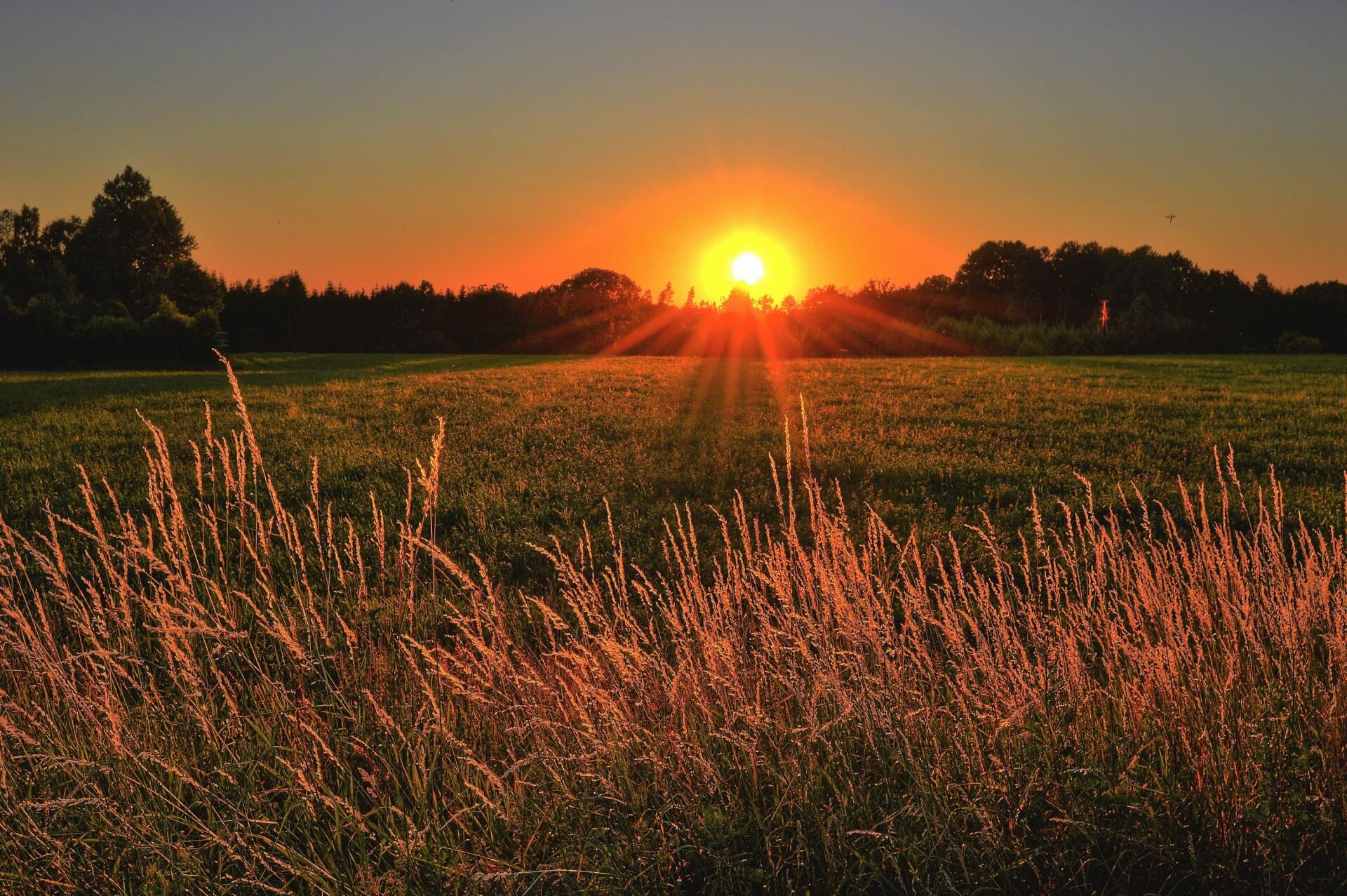The sun is setting over a field of tall grass