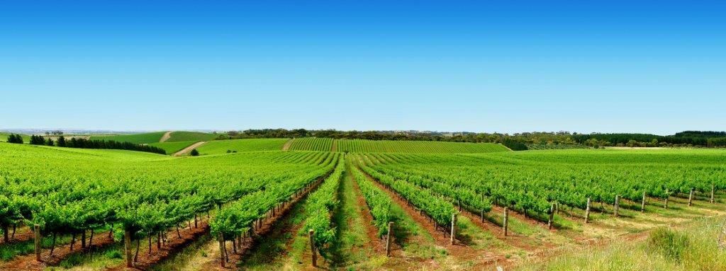 A row of vines growing in a field with a blue sky in the background.