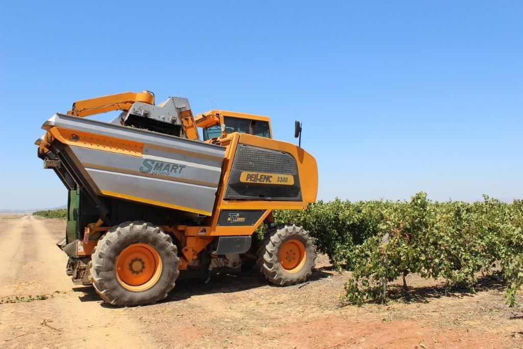 A yellow and silver tractor is driving through a vineyard.