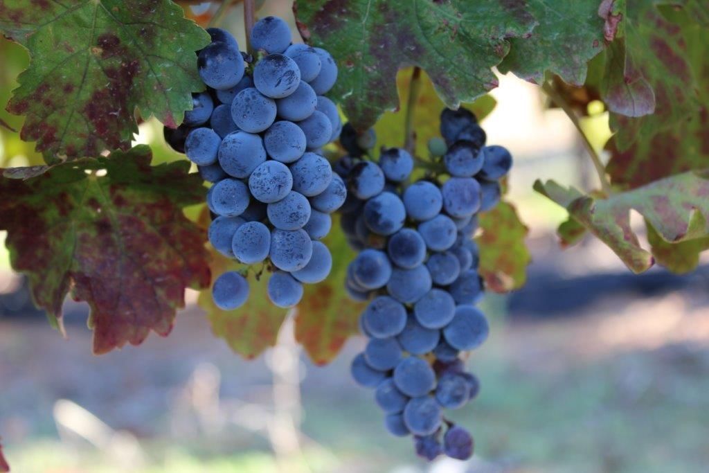 A bunch of blue grapes hanging from a vine.