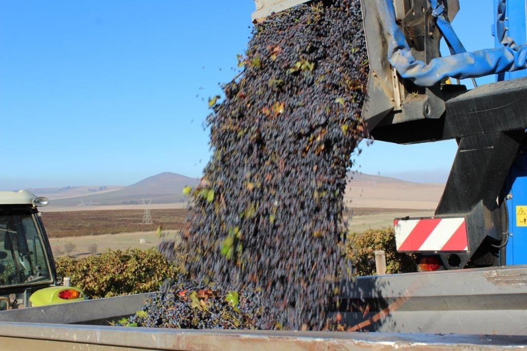 A large pile of grapes is being poured into a truck.
