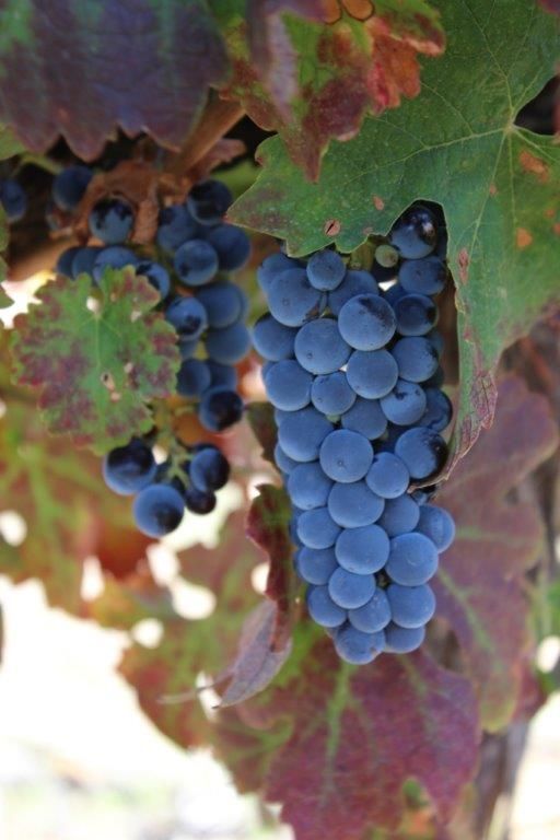 A bunch of blue grapes hanging from a vine.