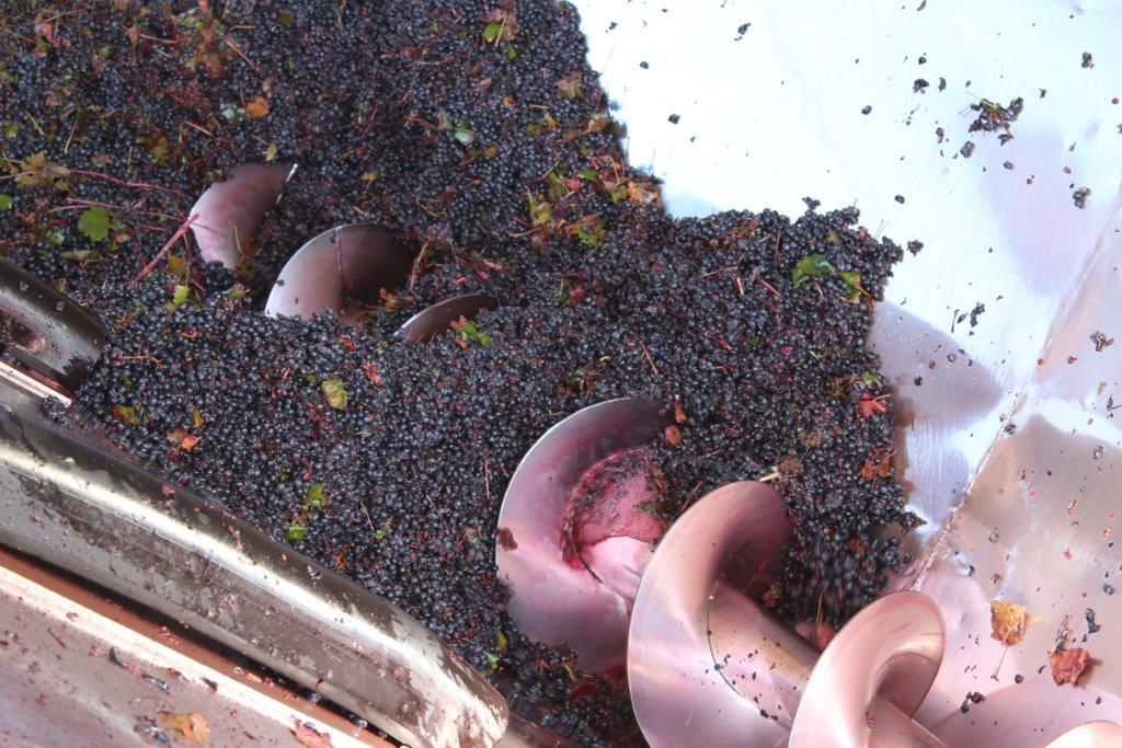 A close up of a machine that is filled with purple seeds