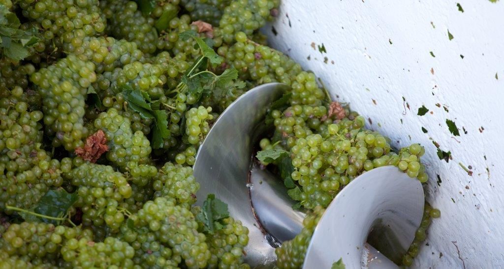 A bunch of green grapes are being processed in a machine.