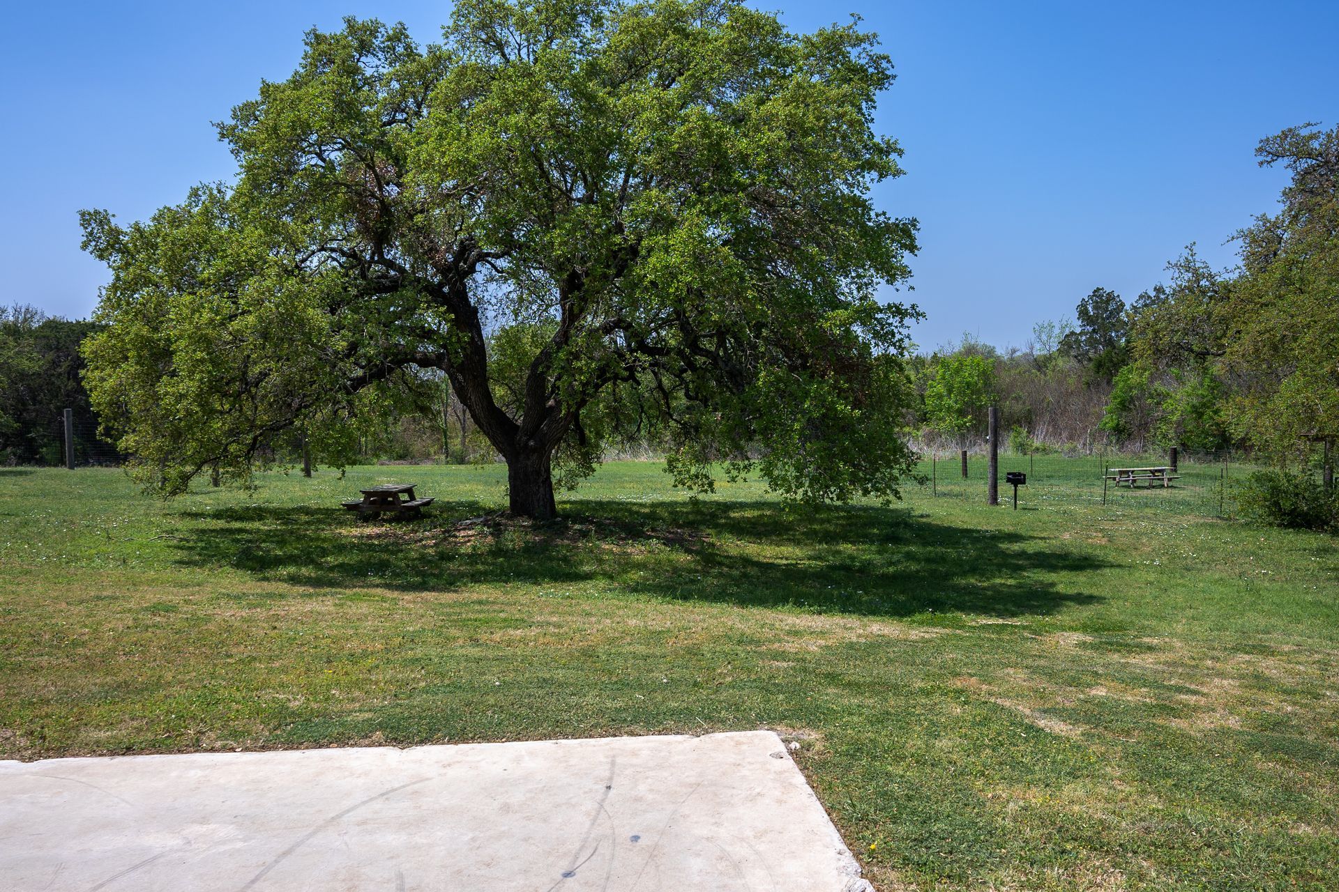 A large tree in the middle of a grassy field