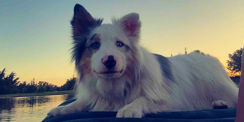 White and gray dog with blue eyes, laying down by a lake with an orange sky behind it.