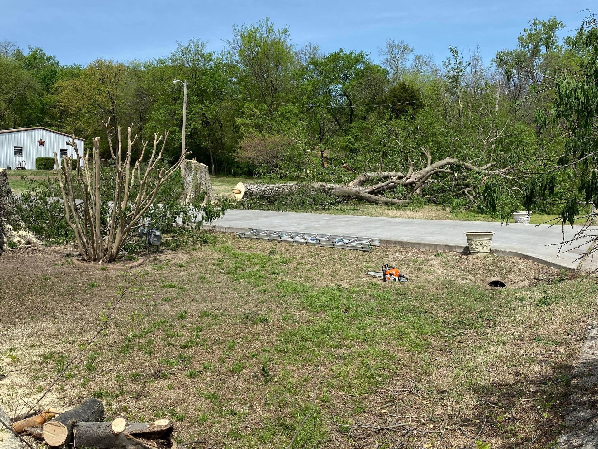A yard with trimmed trees and a fallen tree on a driveway. Green grass with cut branches and a chainsaw.