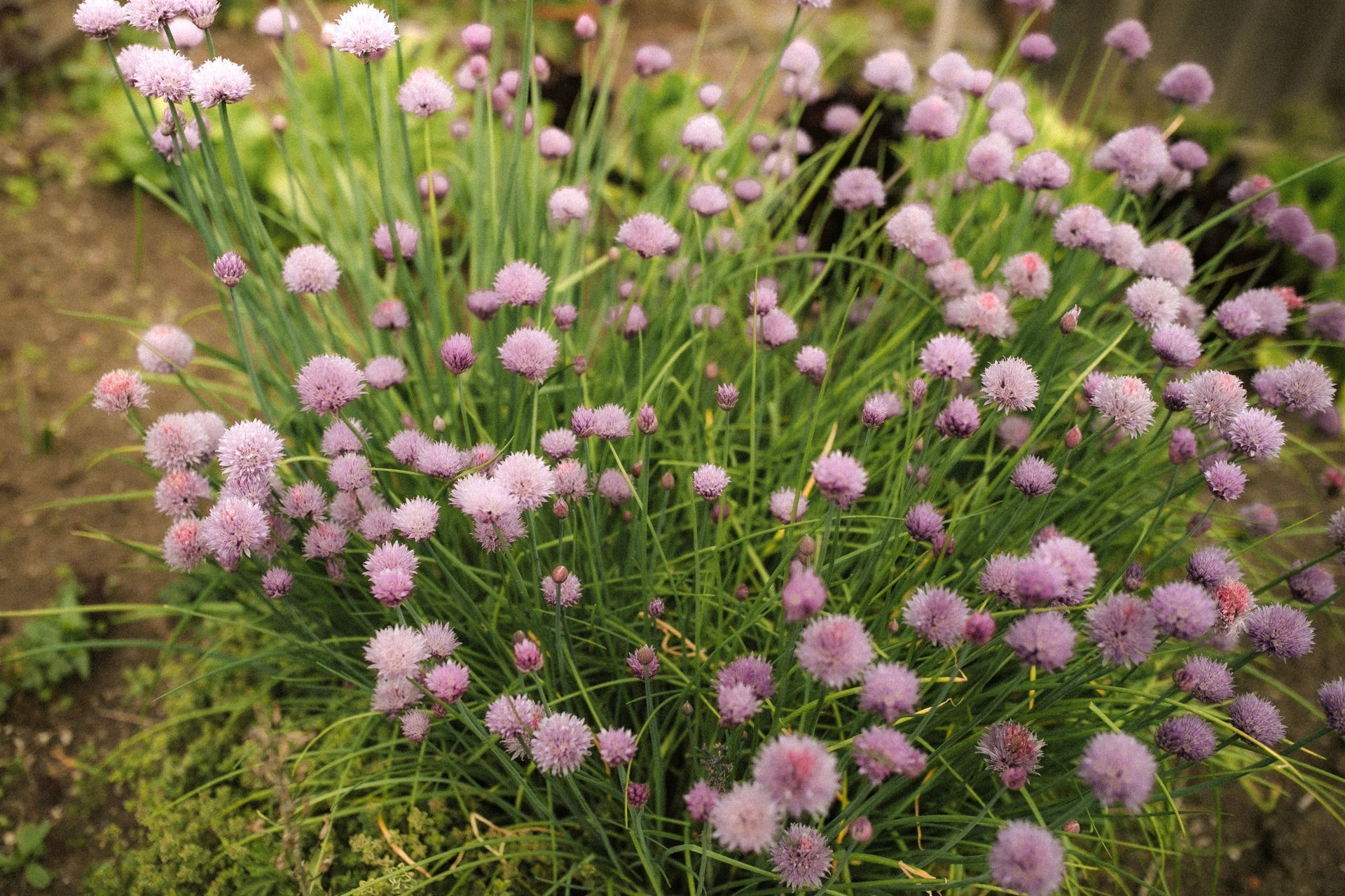 A patio with a fire pit and umbrellas in front of a house