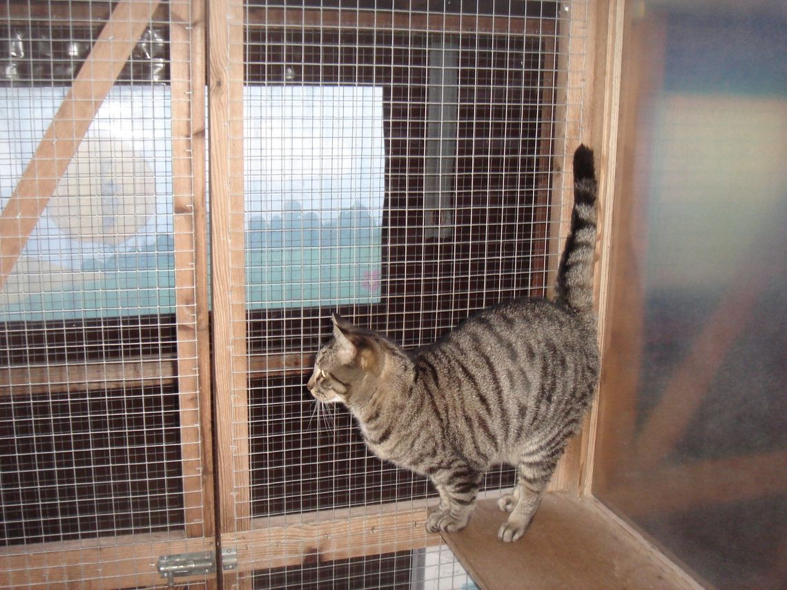 Gallery | Timbers Boarding Cattery