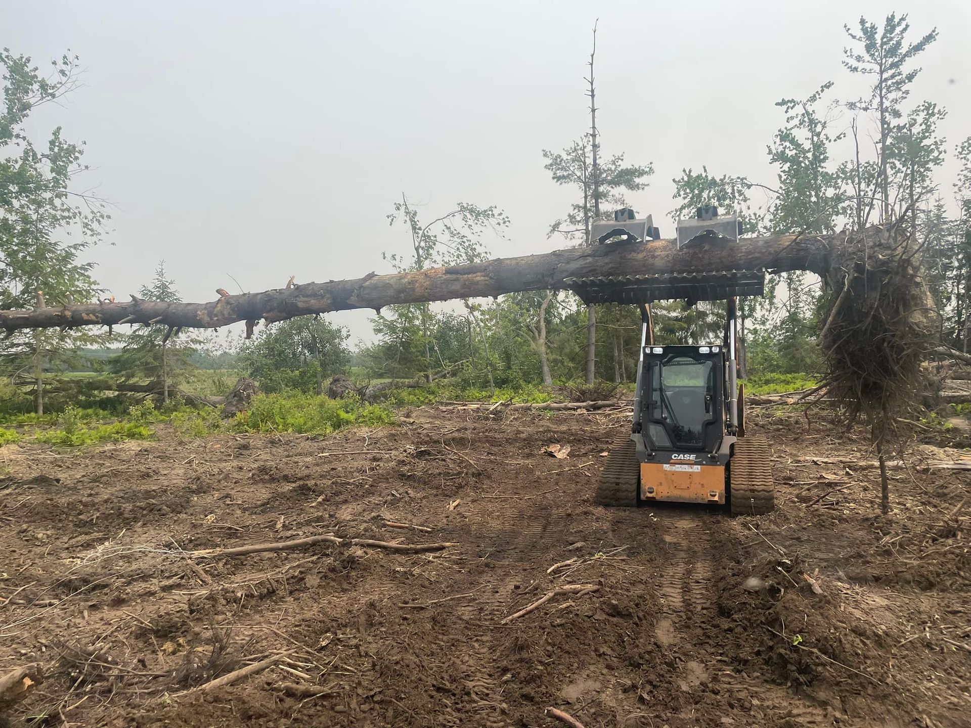 A skid steer tractor carries a large tree trunk across a cleared forest area.
