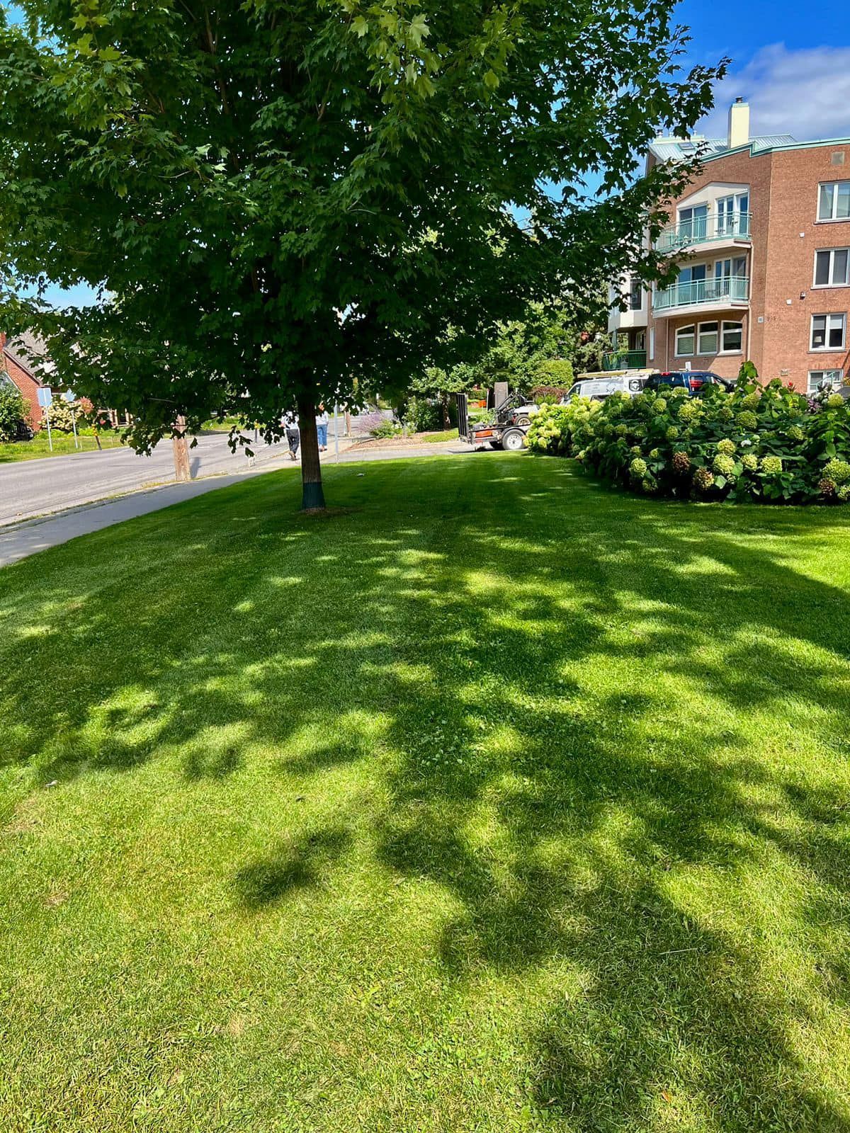 Lush green lawn with tree casting shadows. Red brick apartment building in background. Sunny day.