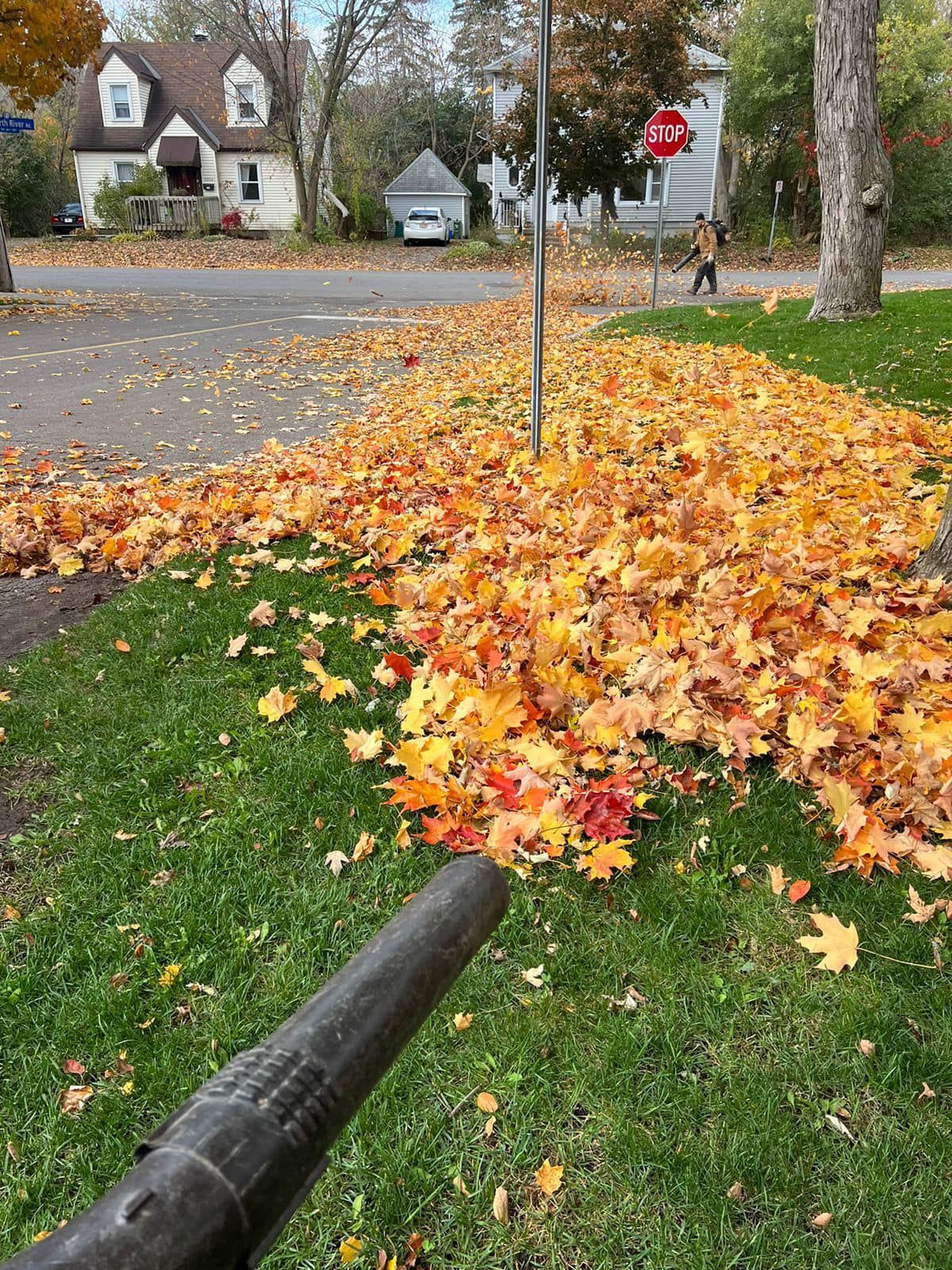 A leaf blower is used to move fallen autumn leaves from a lawn and street.