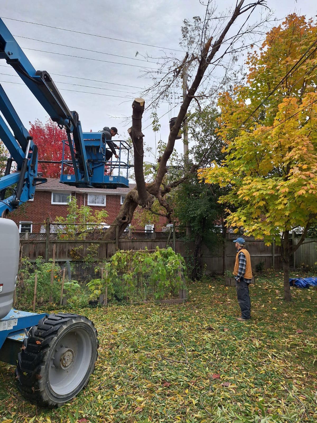 Man in yard watches tree trimming by person in lift. Yellow and red fall leaves and a blue lift are visible.