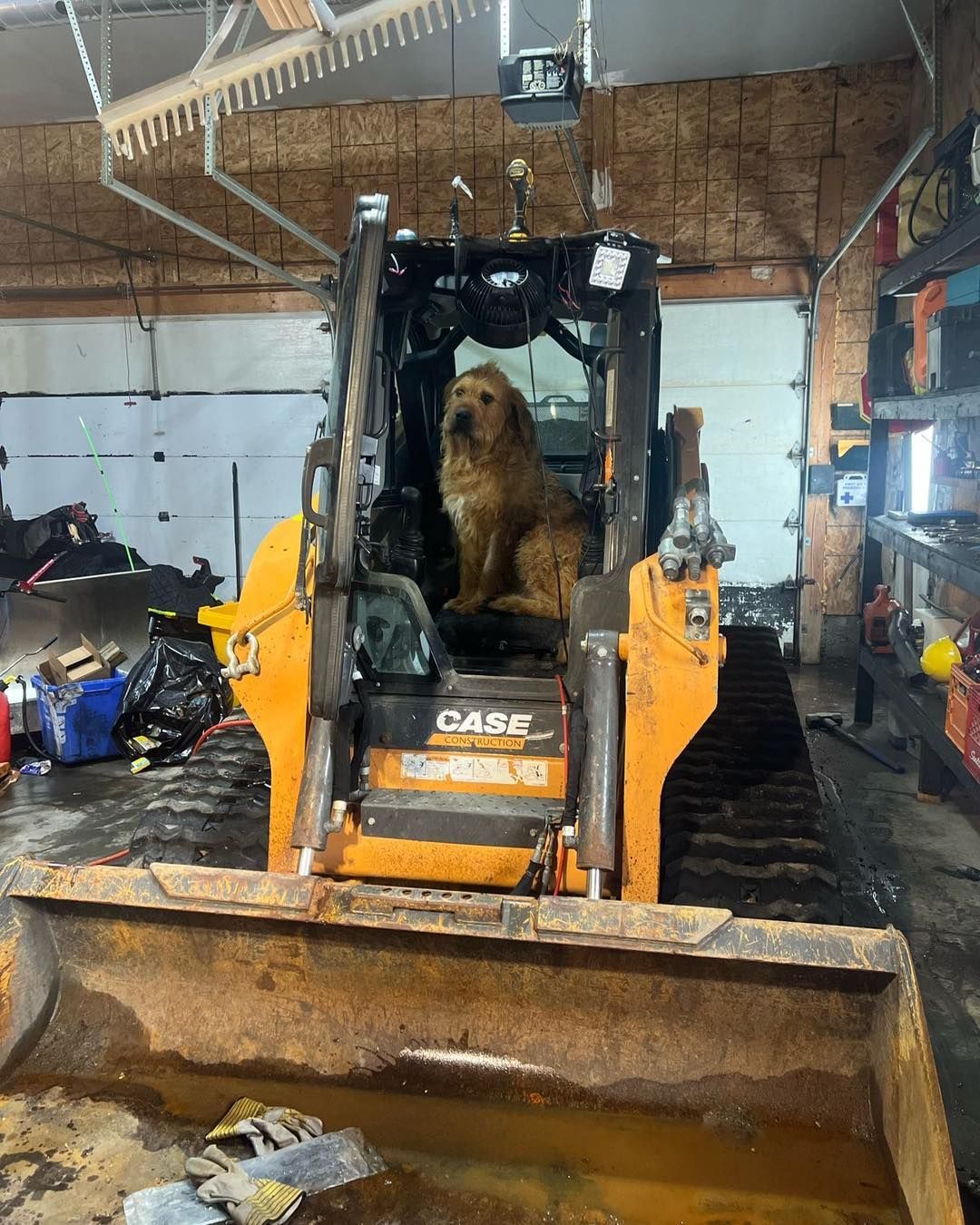 Golden retriever sitting in the cab of a Case skid steer loader inside a cluttered garage.