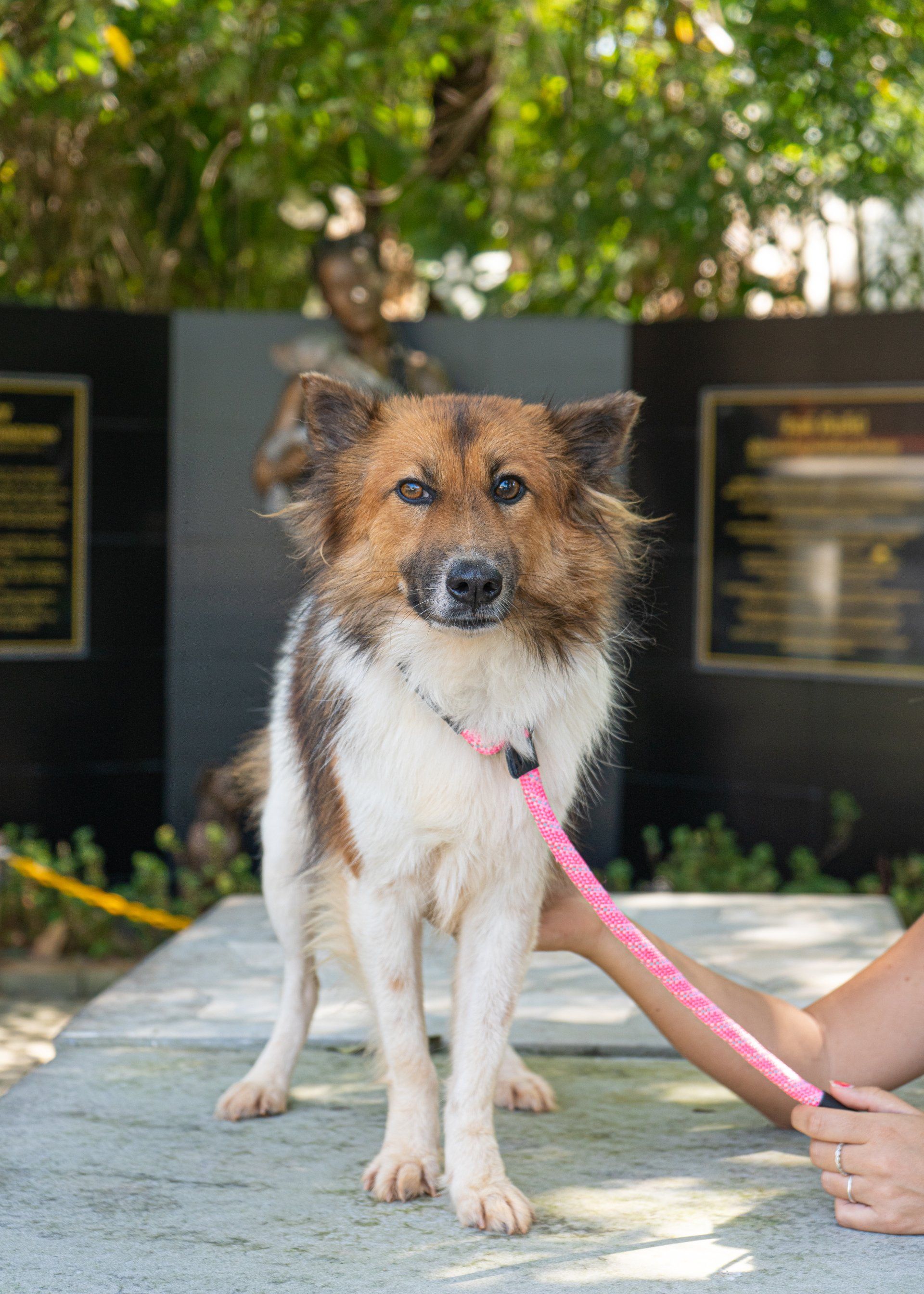 Cagdwith_Canines_Flora