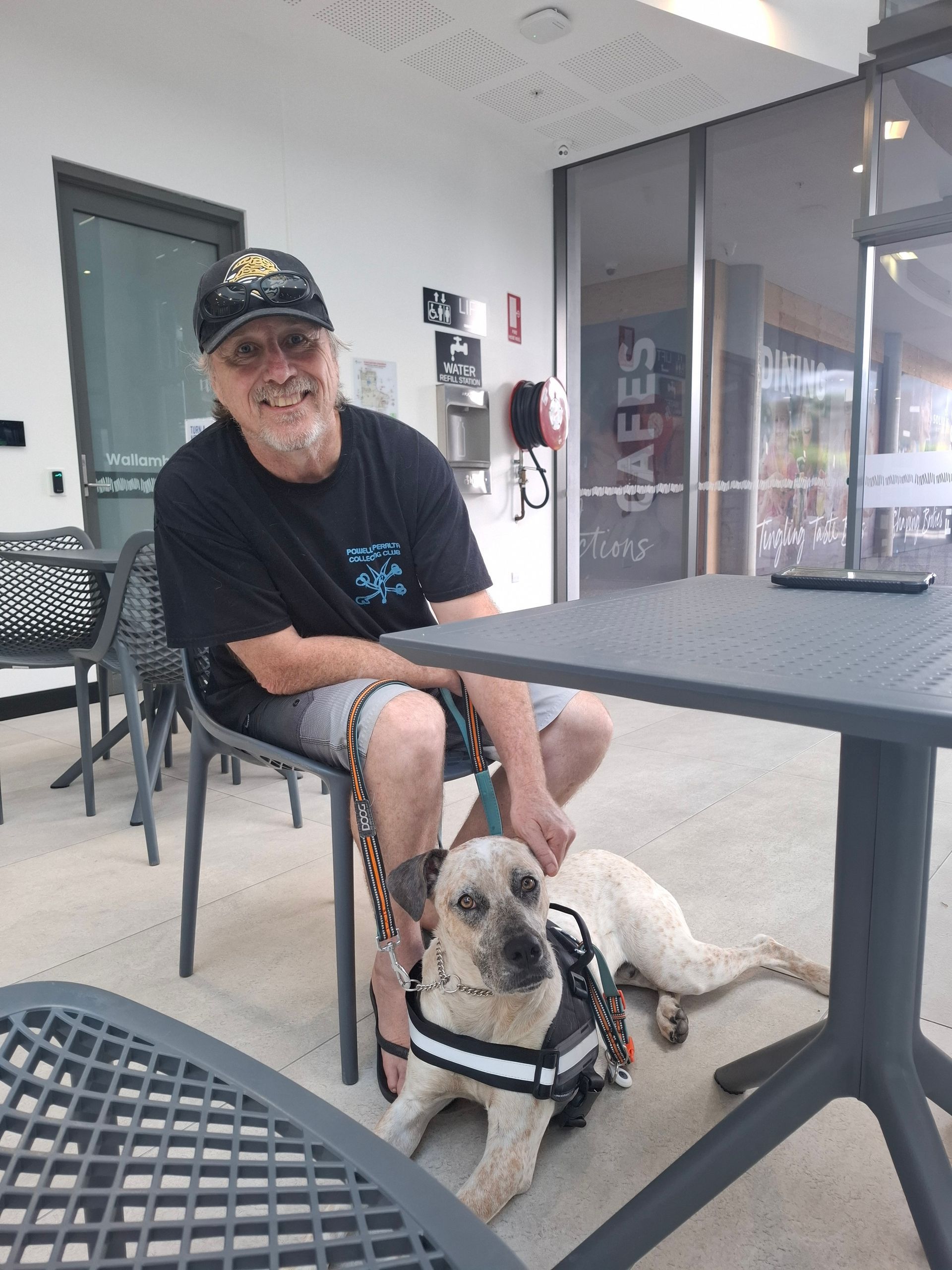 Buckly in Service Dog Training — Amanda's Professional K9 Training In Forster, NSW